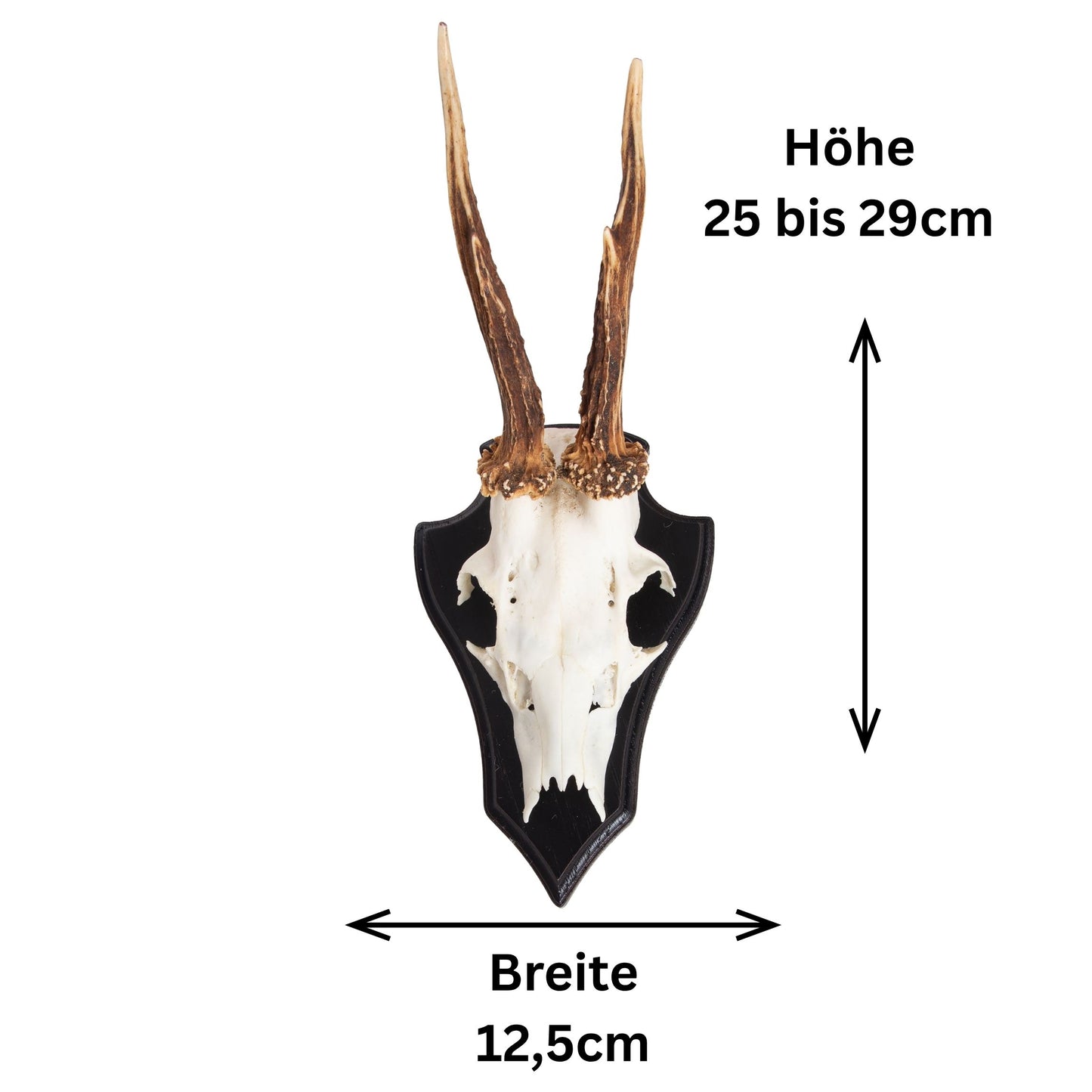 Geweihbrettchenr Moosgrün - Lackiert