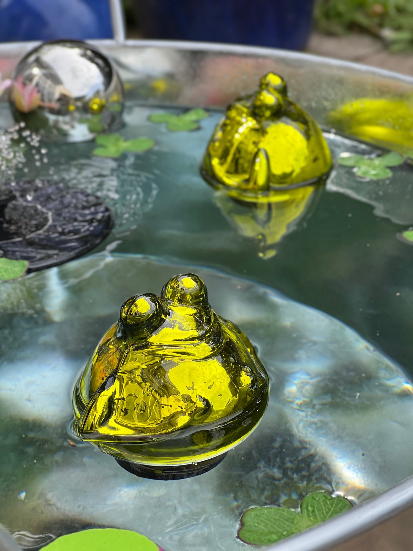 Frosch schwimmend