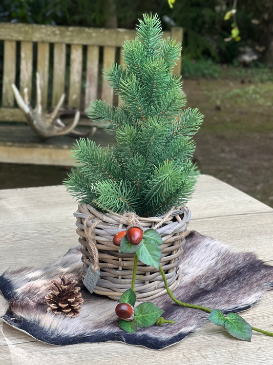 Tanne im Rattan Drypot