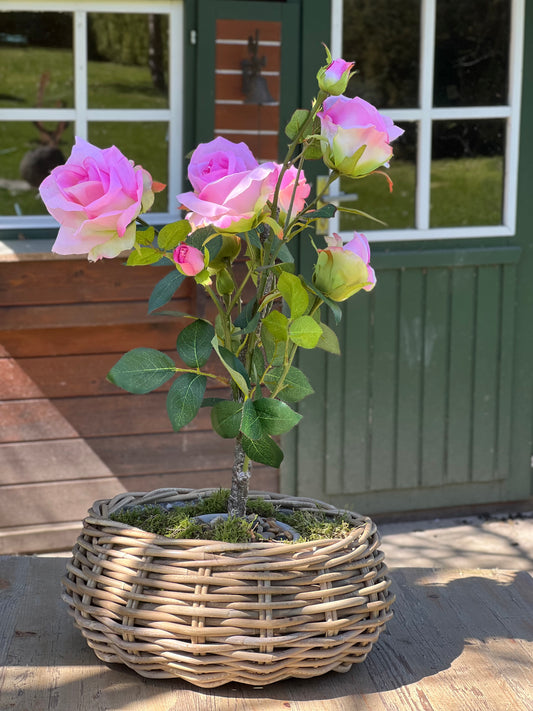 Rosenstämmchen