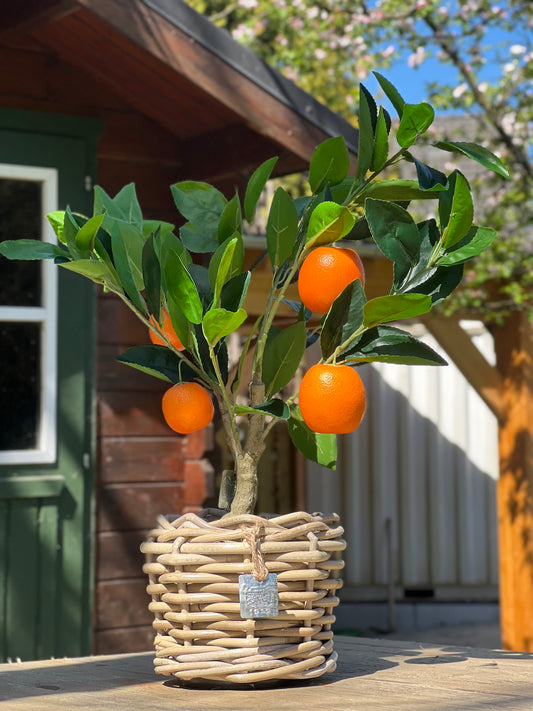 Orangenbäumchen
