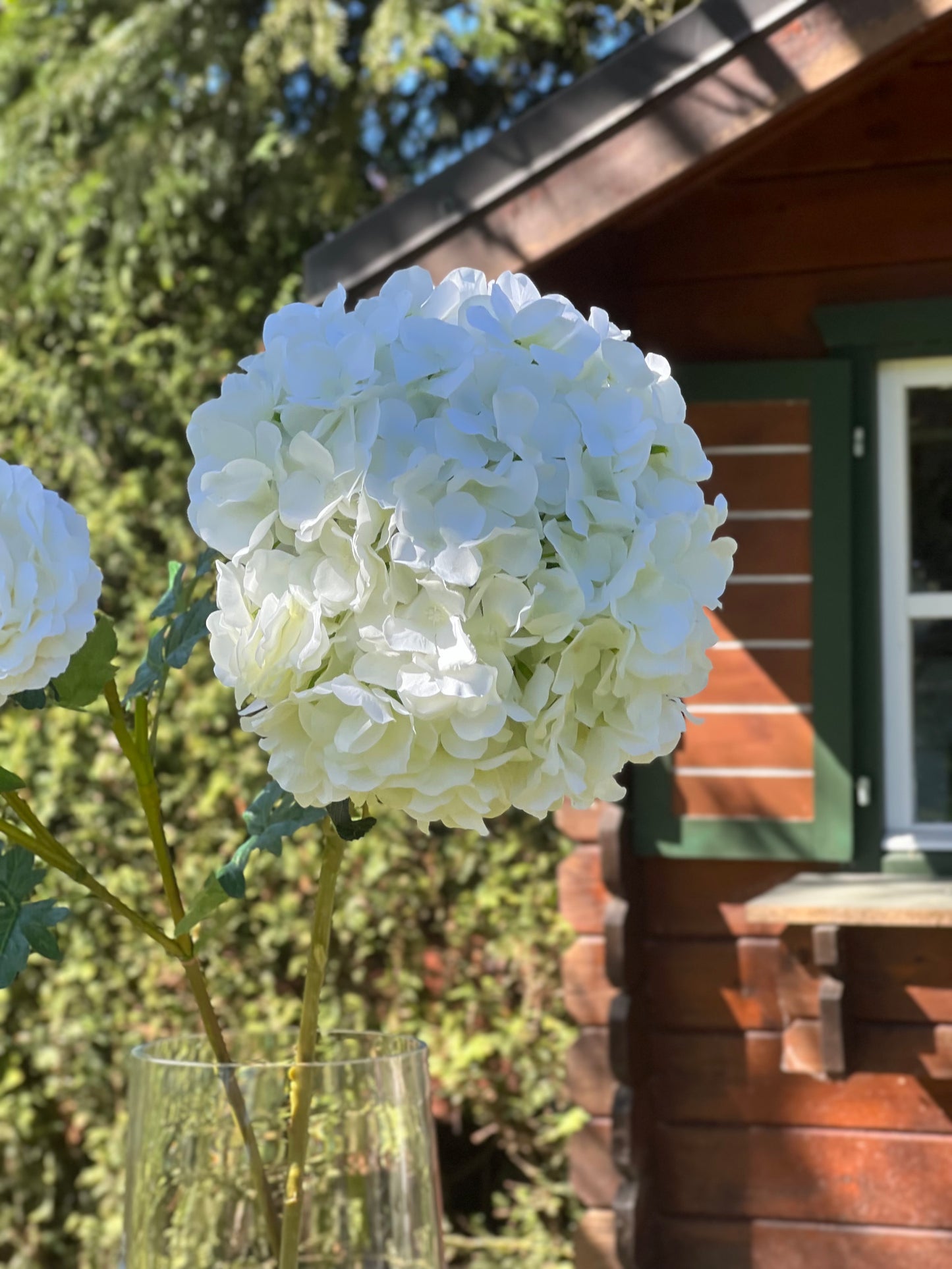 Hortensie XXXL in Weiß