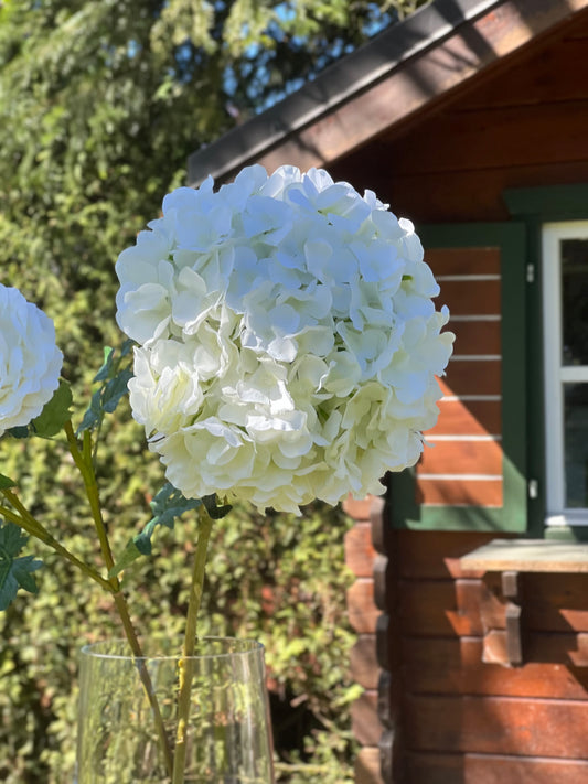 Hortensie XXXL in Weiß