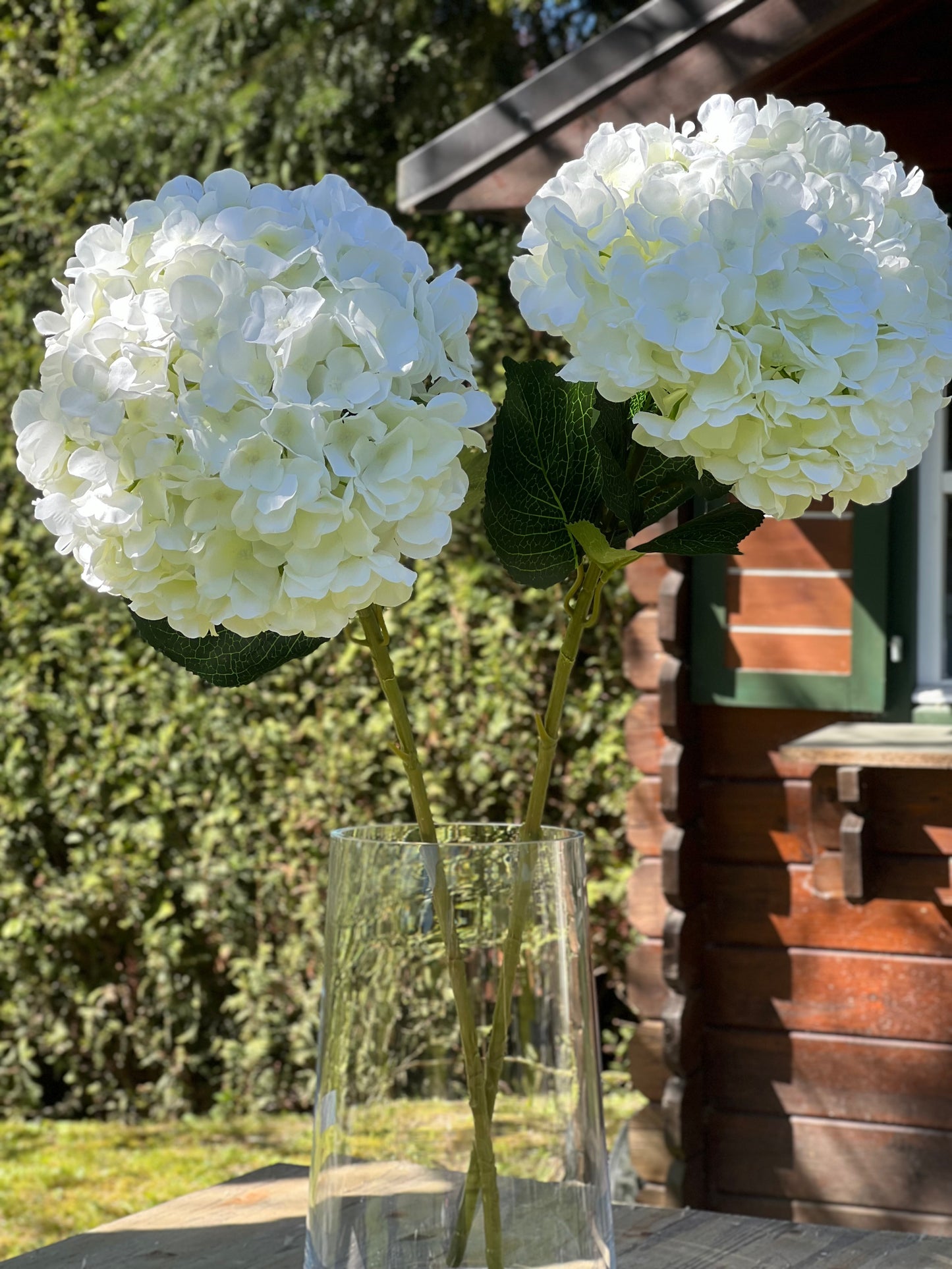 Hortensie XXXL in Weiß