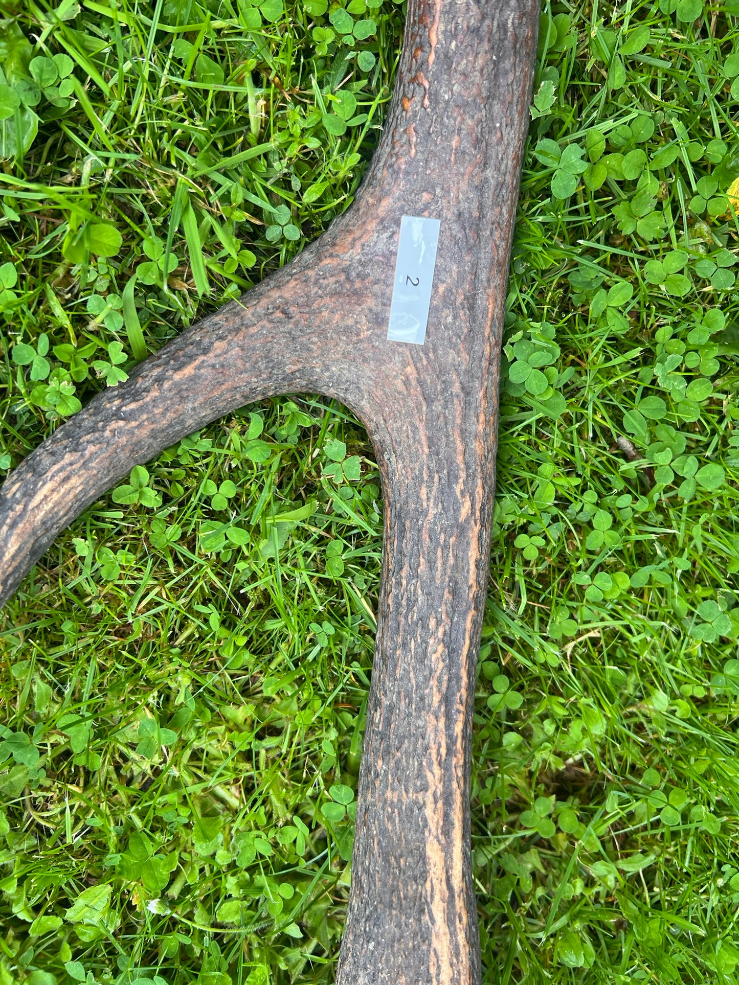 Geweih / Abwurfstangen vom Rothirsch