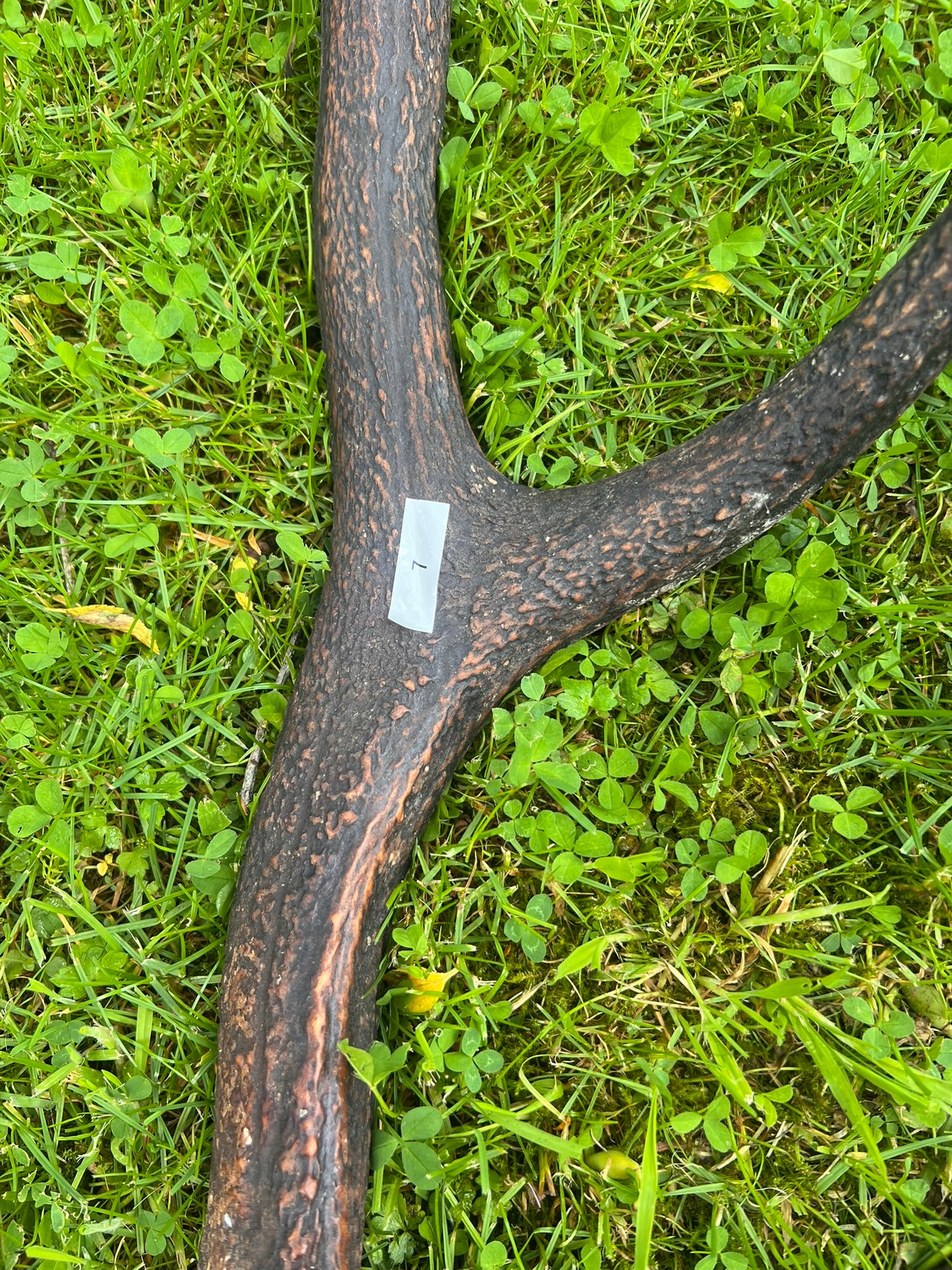 Geweih / Abwurfstangen vom Rothirsch