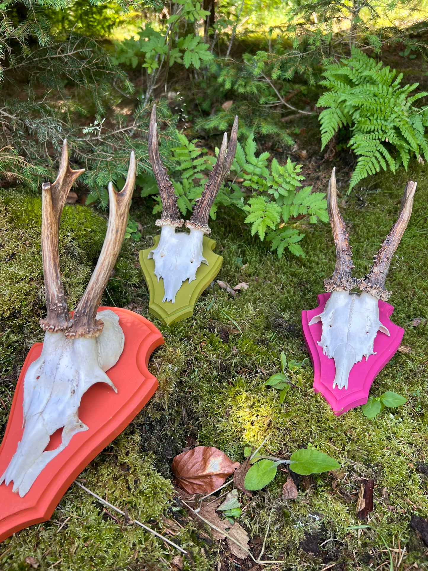 Trophäenbrett farbig inkl. Gehörnklammer