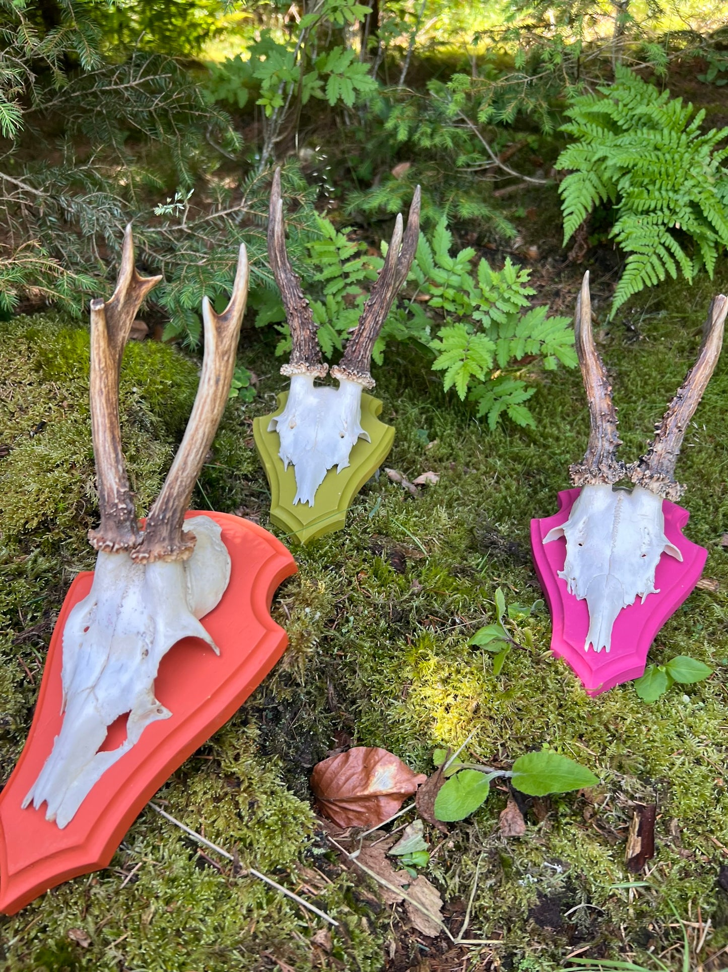 Trophäenbrett farbig inkl. Gehörnklammer
