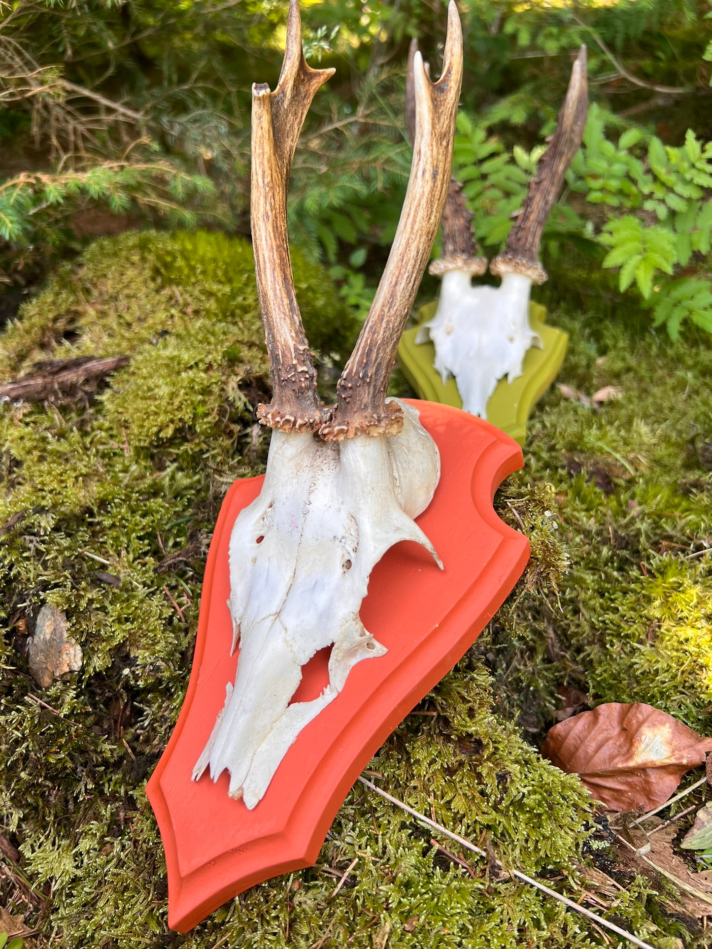 Trophäenbrett farbig inkl. Gehörnklammer