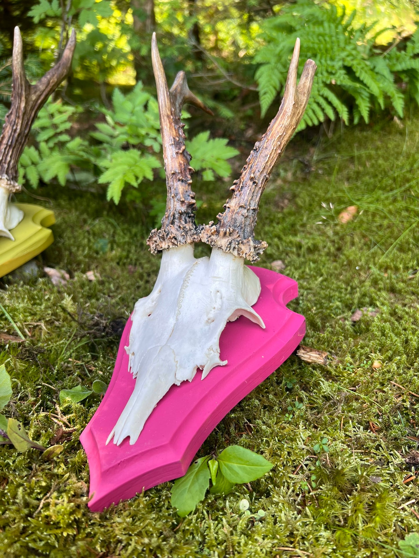 Trophäenbrett farbig inkl. Gehörnklammer