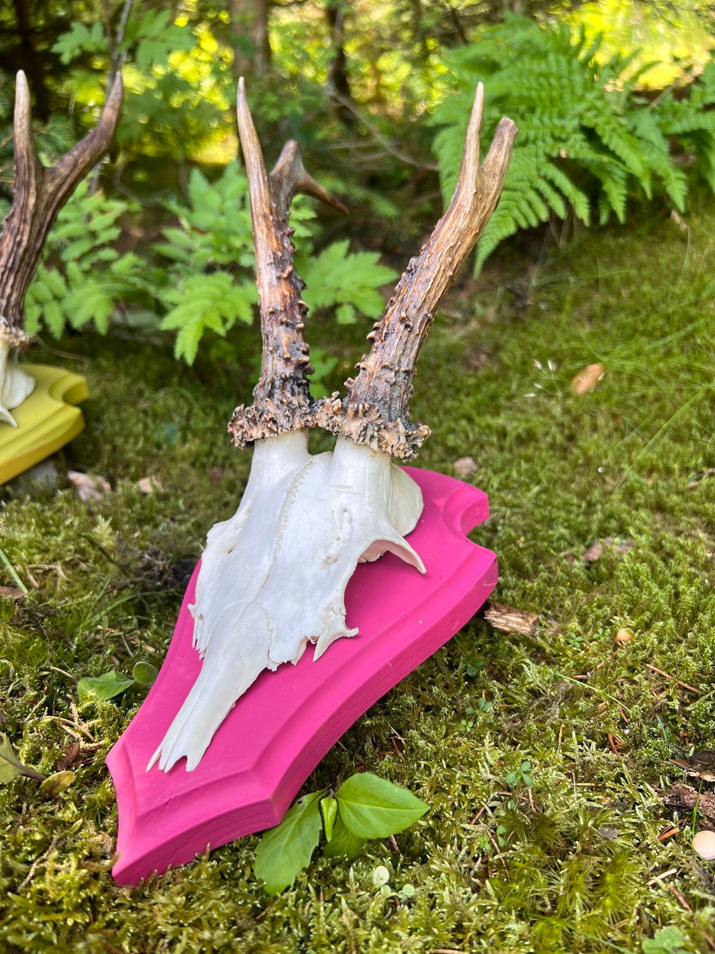 Trophäenbrett farbig inkl. Gehörnklammer