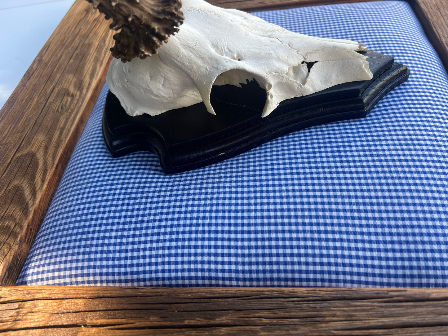 Bild für ein Hirschgeweih