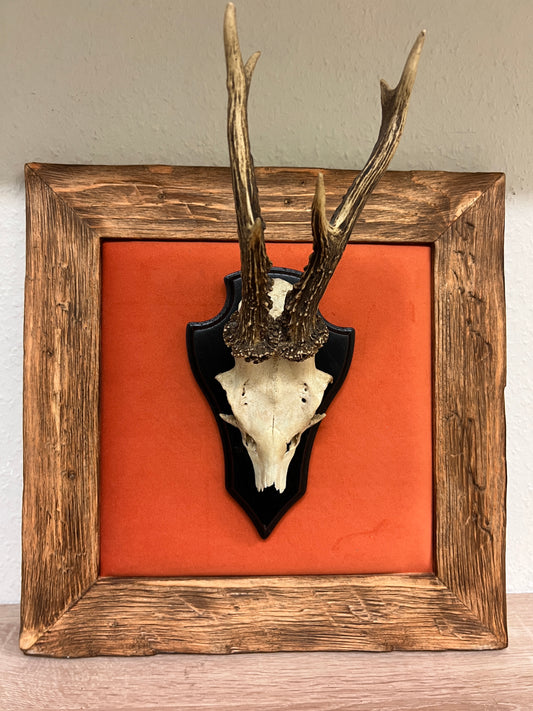 Geweihbild Samthintergrund ORANGE Farbe 17