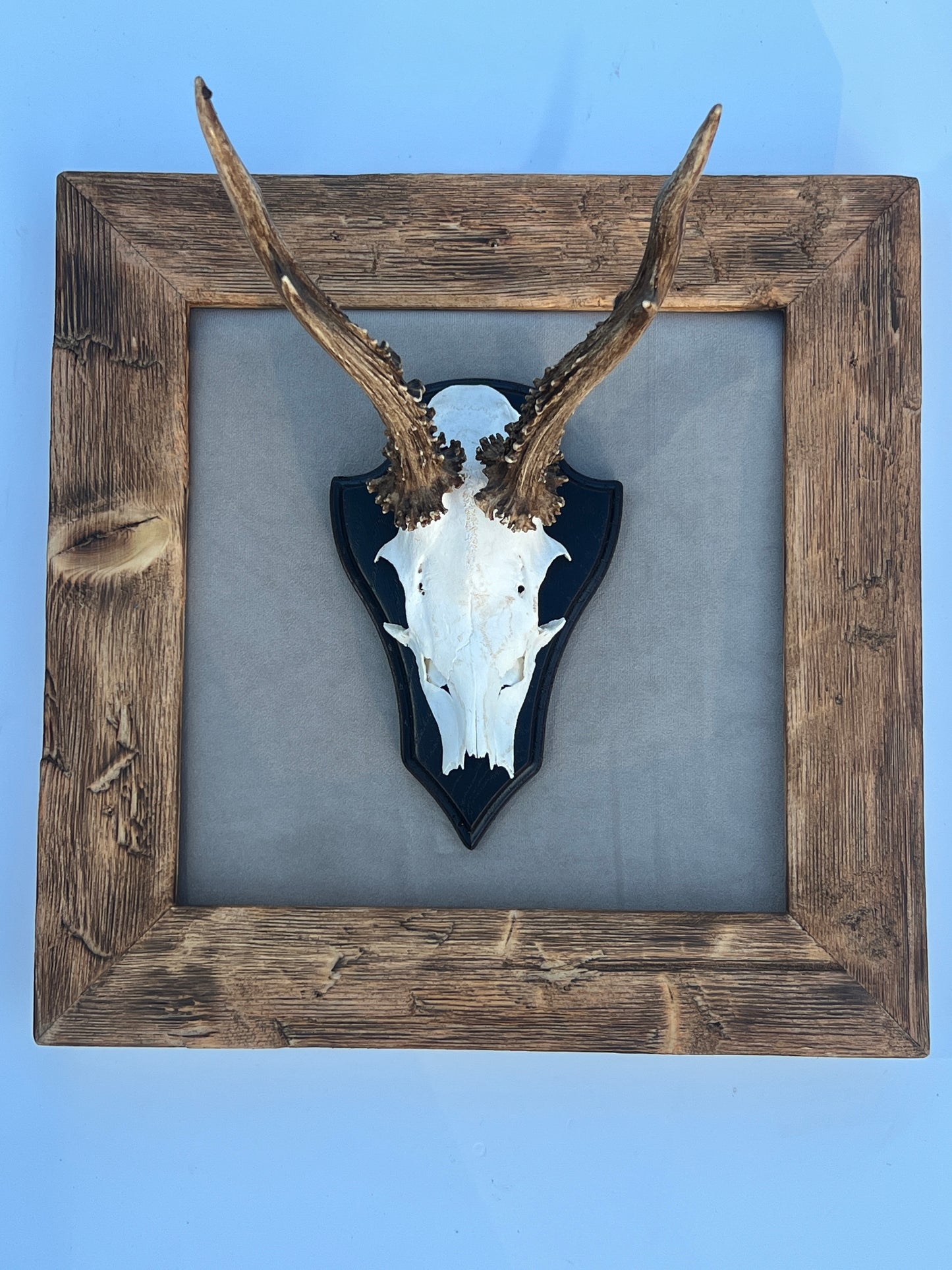 Geweihbild Samthintergrund BEIGE Farbton 2