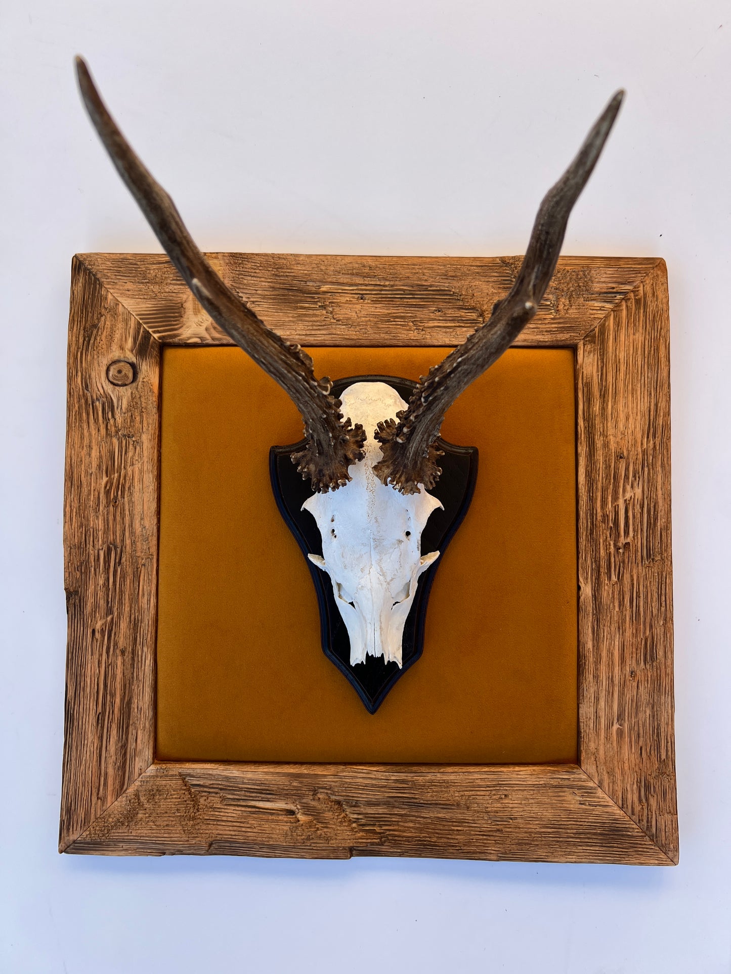 Geweihbild Samthintergrund OCKER Farbton 26