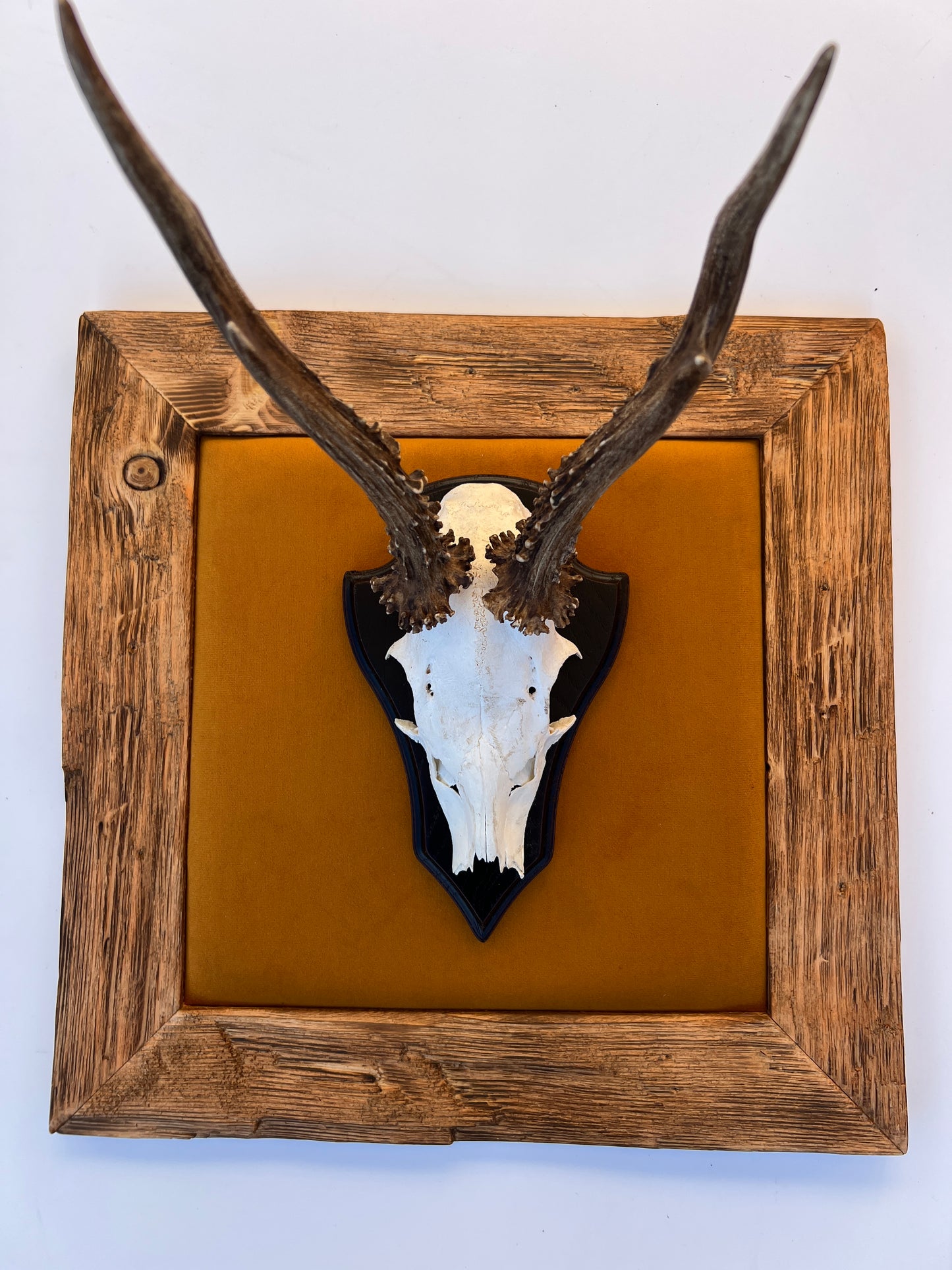 Geweihbild Samthintergrund OCKER Farbton 26