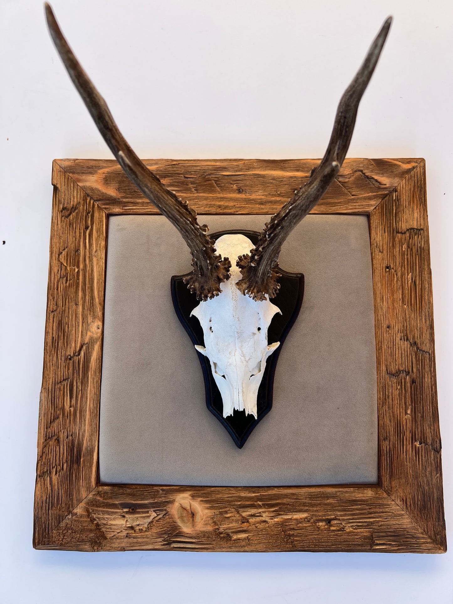 Geweihbild Samthintergrund TAUPE Farbton 3