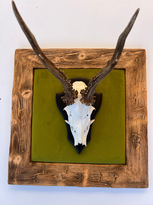 Geweihbild Samthintergrund MOOSGRÜN Farbton 12