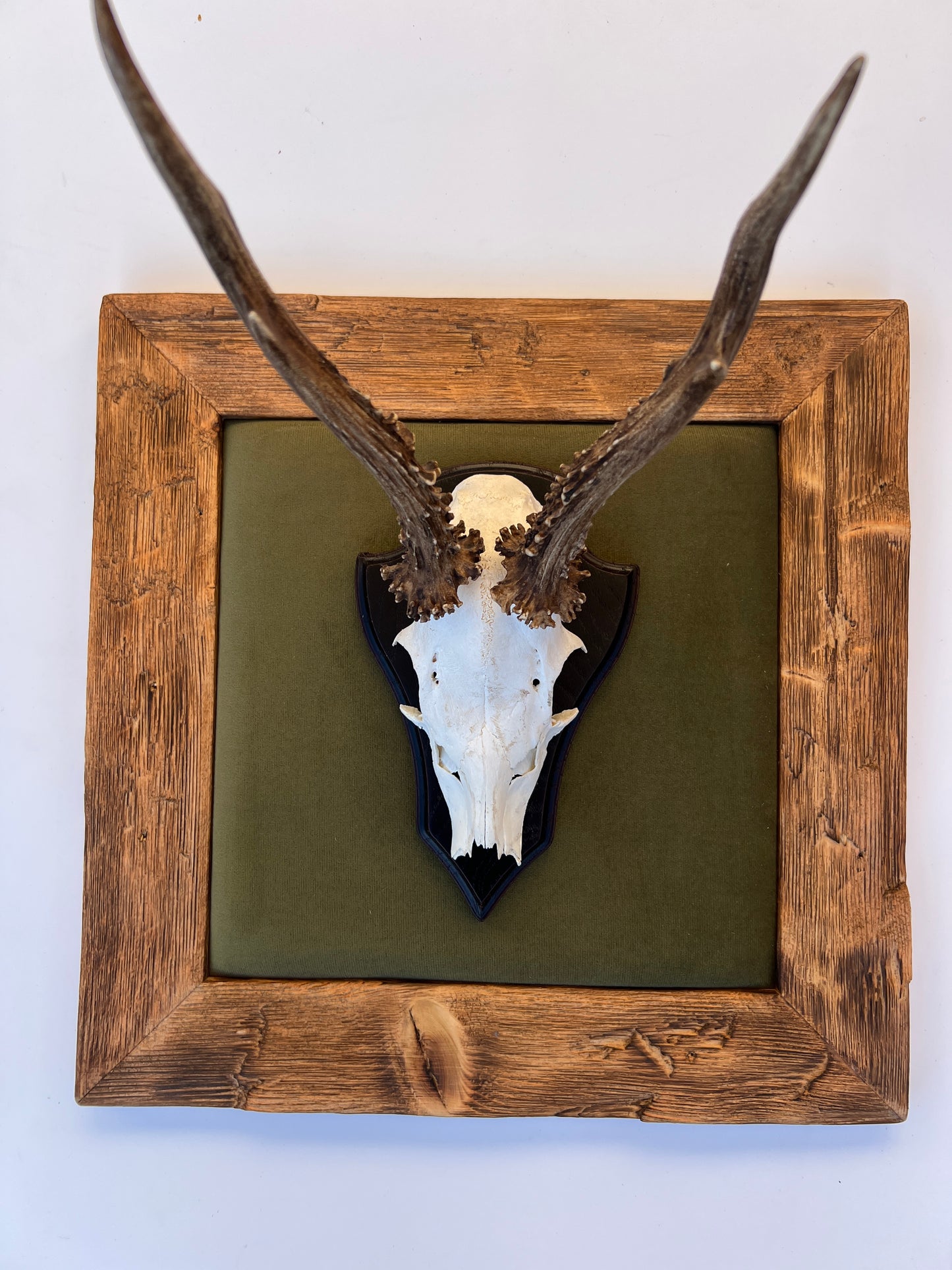 Geweihbild Samthintergrund TANNENGRÜN Farbton 27