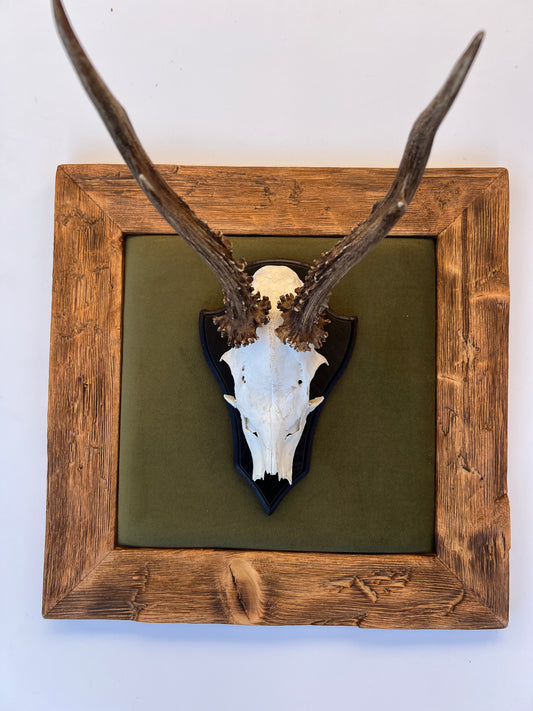 Geweihbild Samthintergrund TANNENGRÜN Farbton 27