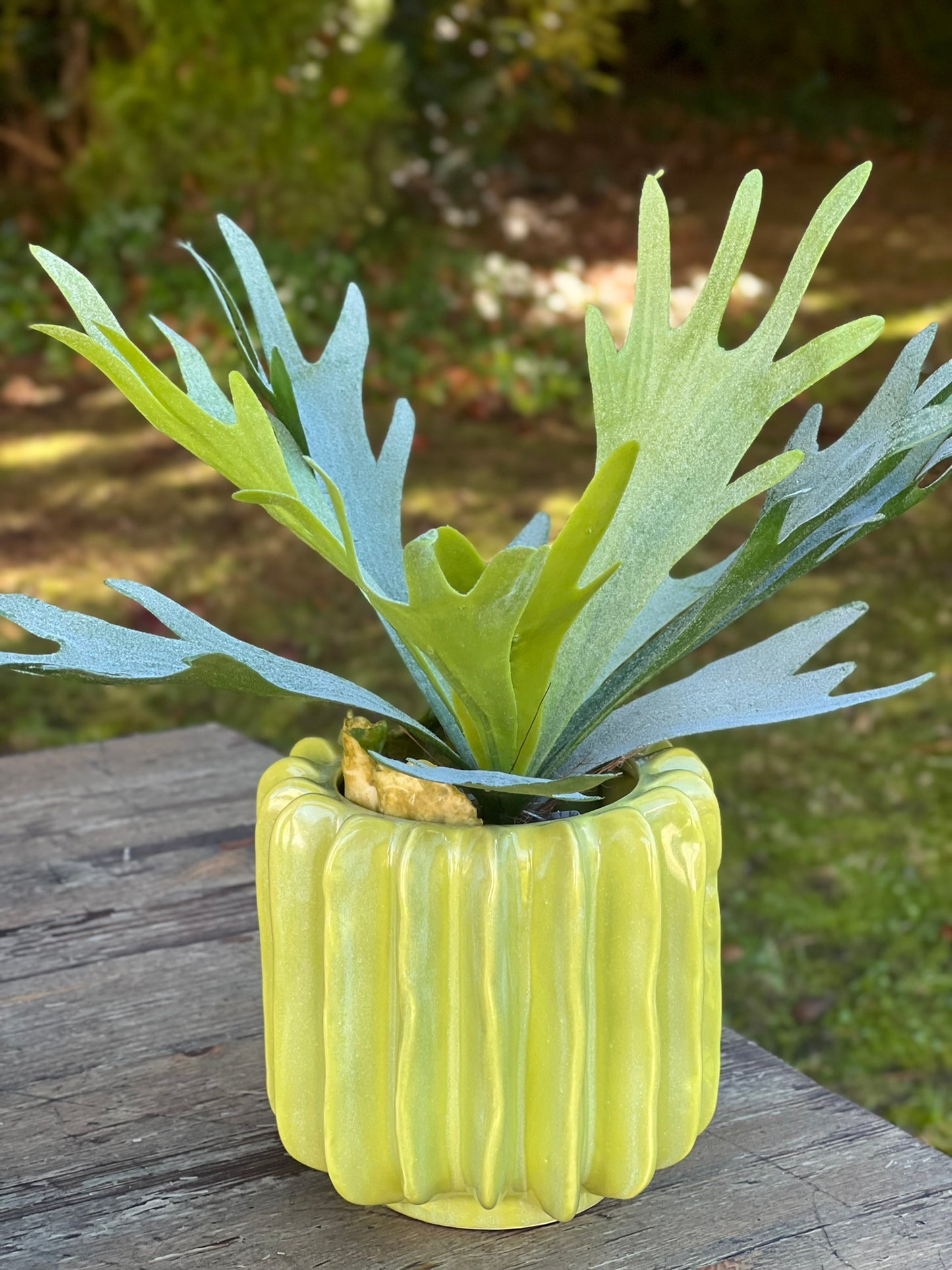 Geweihfarn im Übertopf