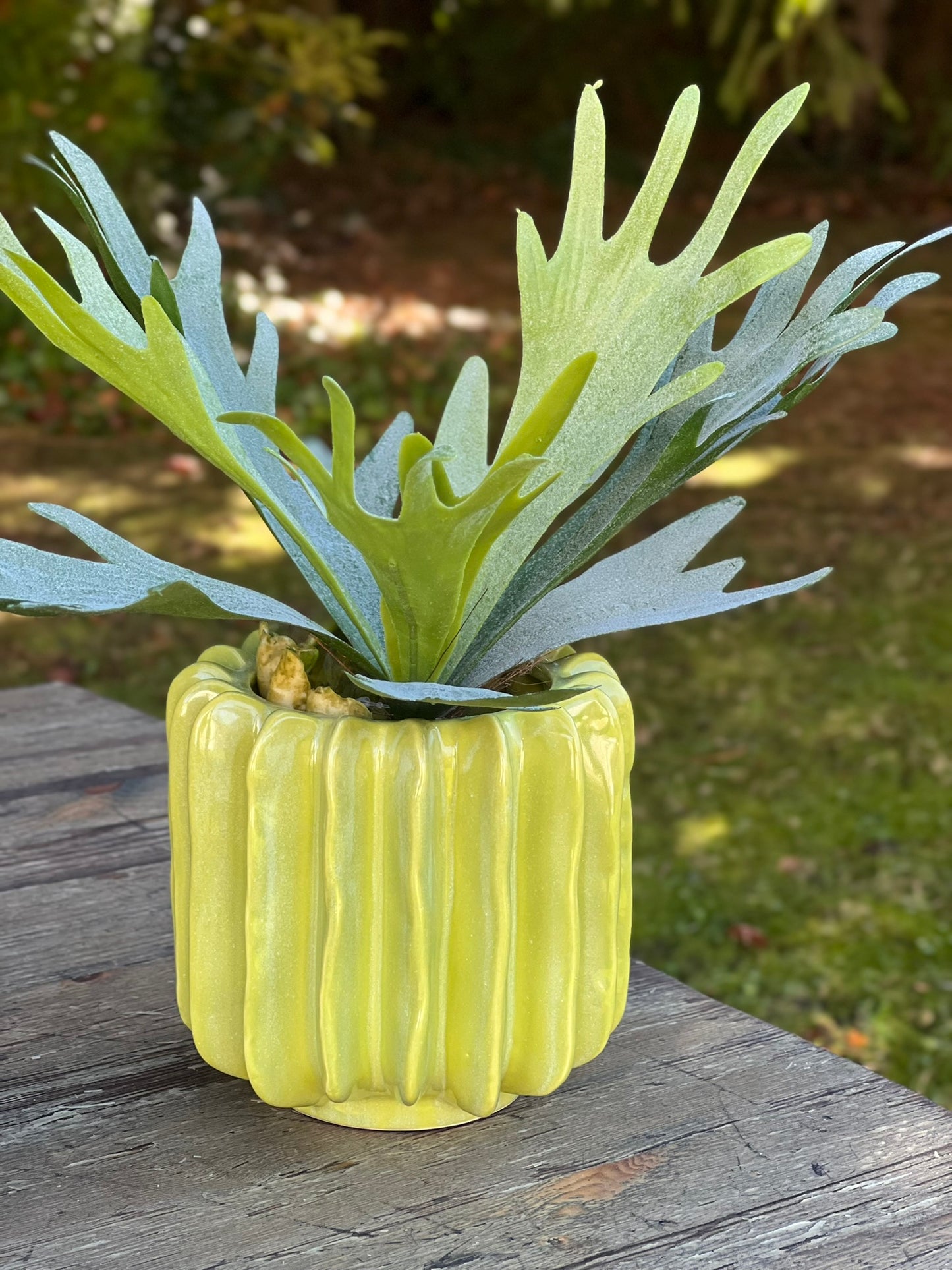 Geweihfarn im Übertopf