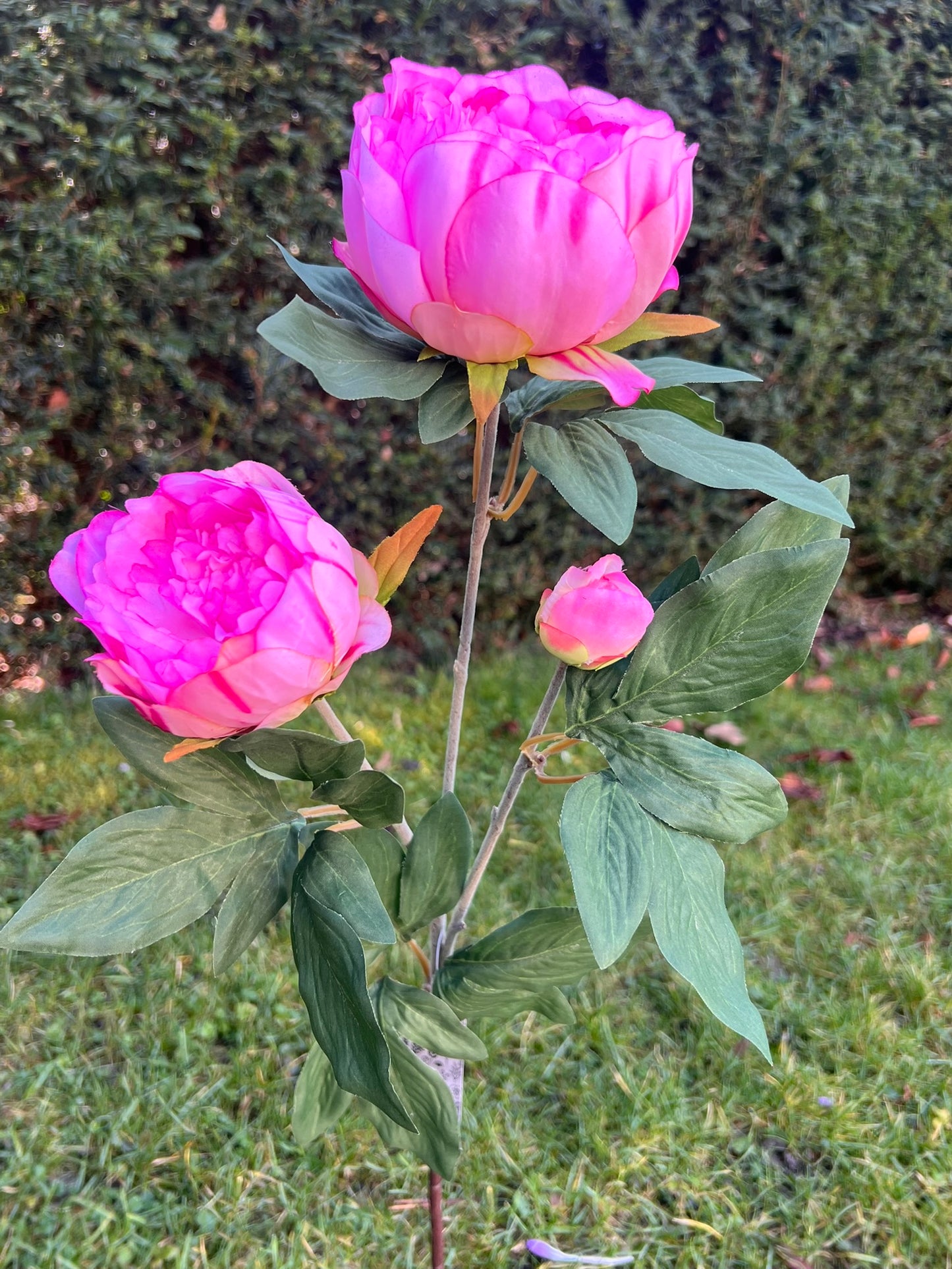 Pfingstrose als traumhafte Kunstblume