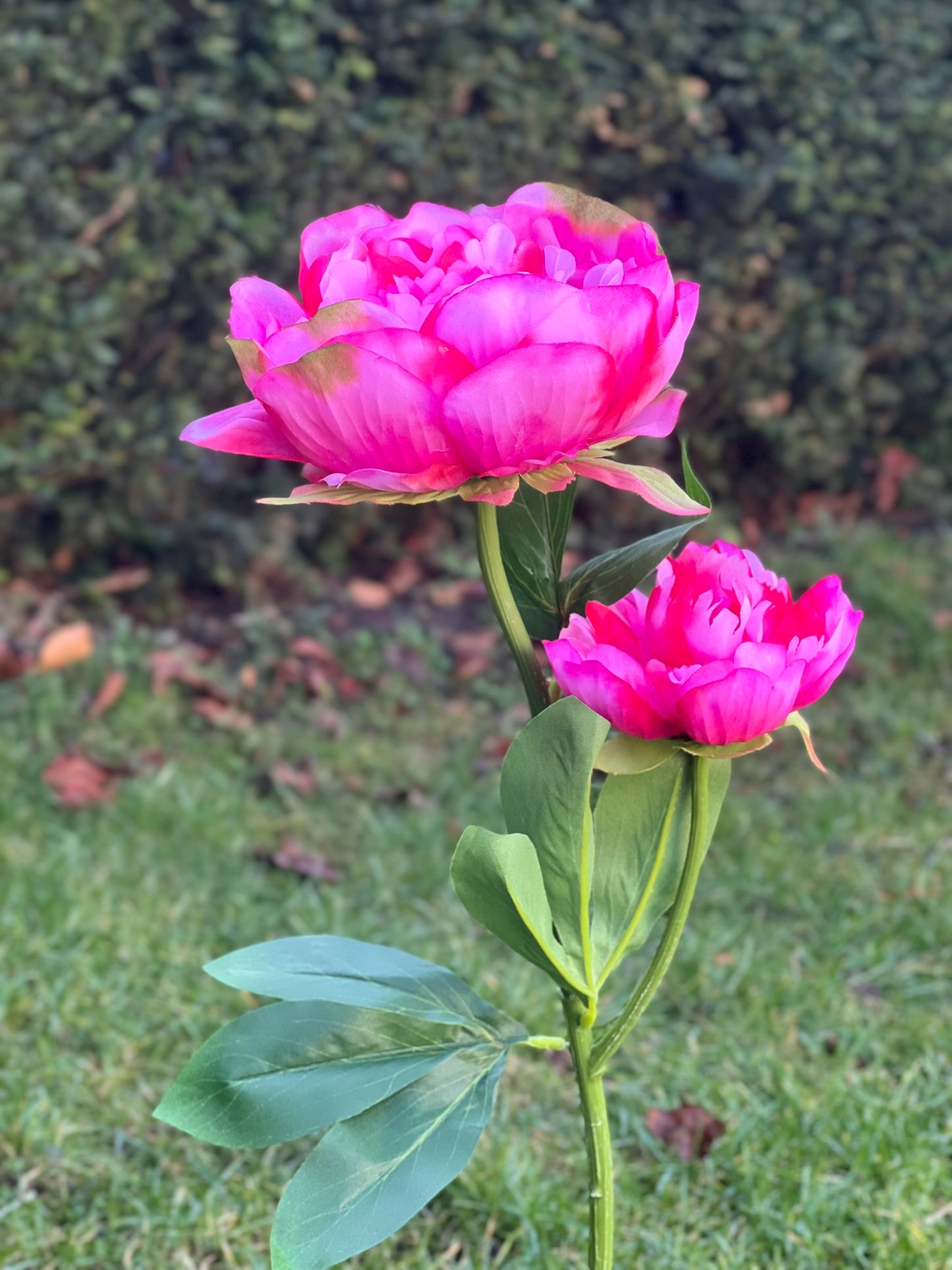 Pfingstrose als traumhafte Kunstblume