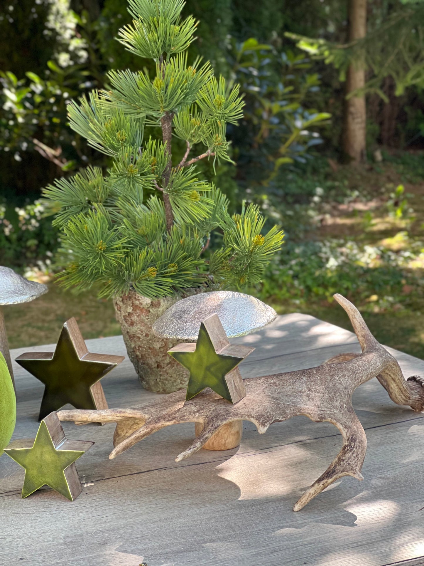 Geweih vom Damhirsch