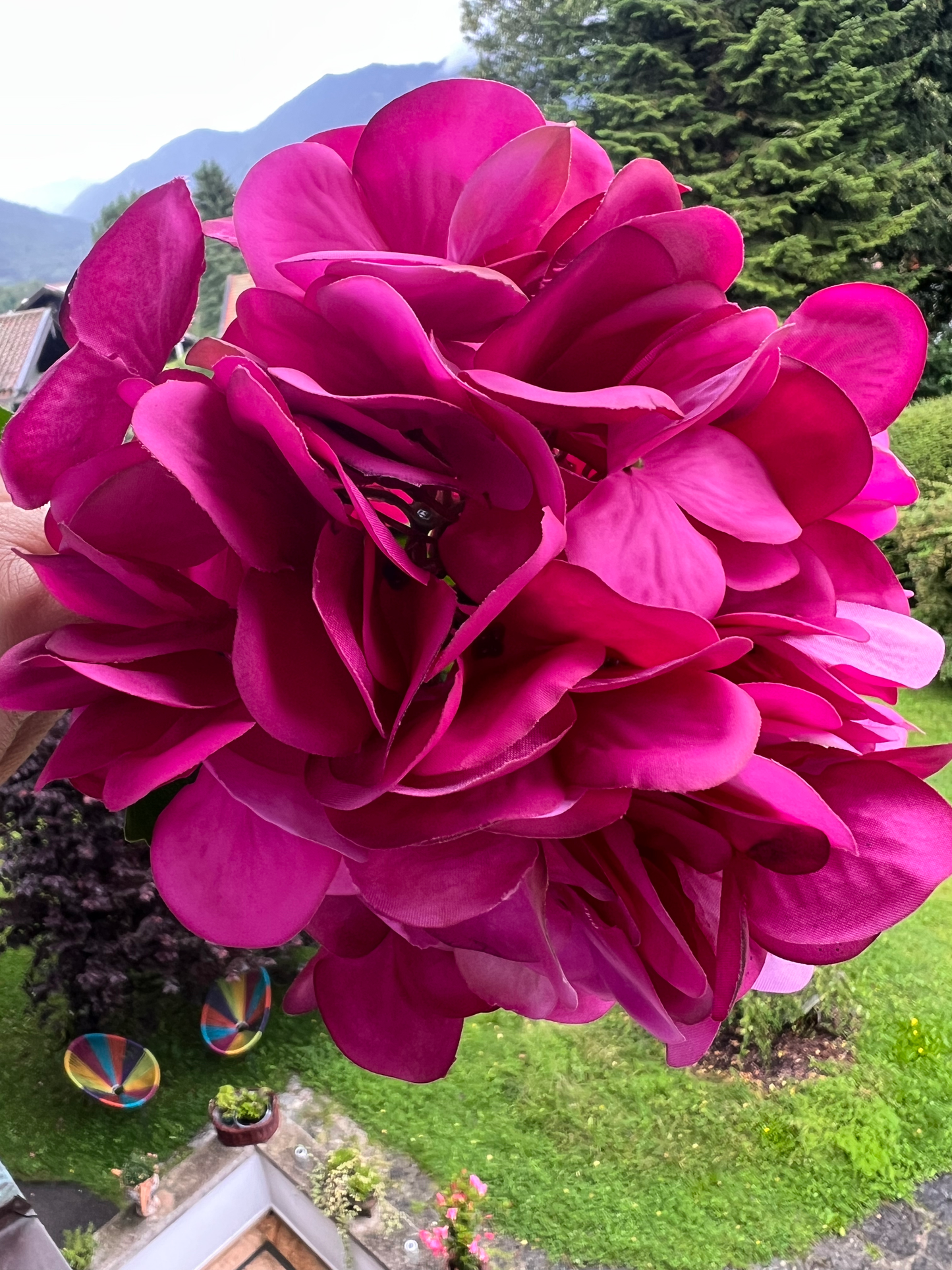Hortensienblüte Dunkelpink