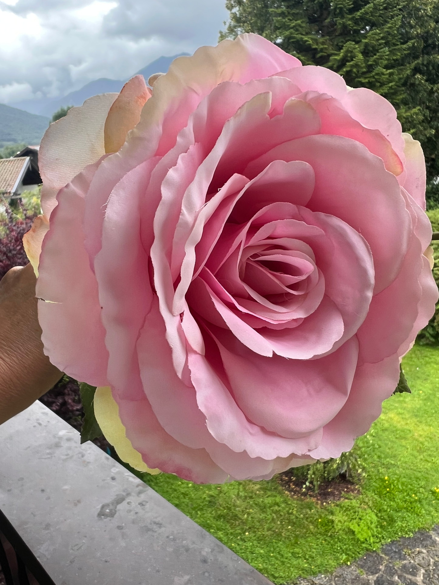Rosenstiel mit einer Knospe