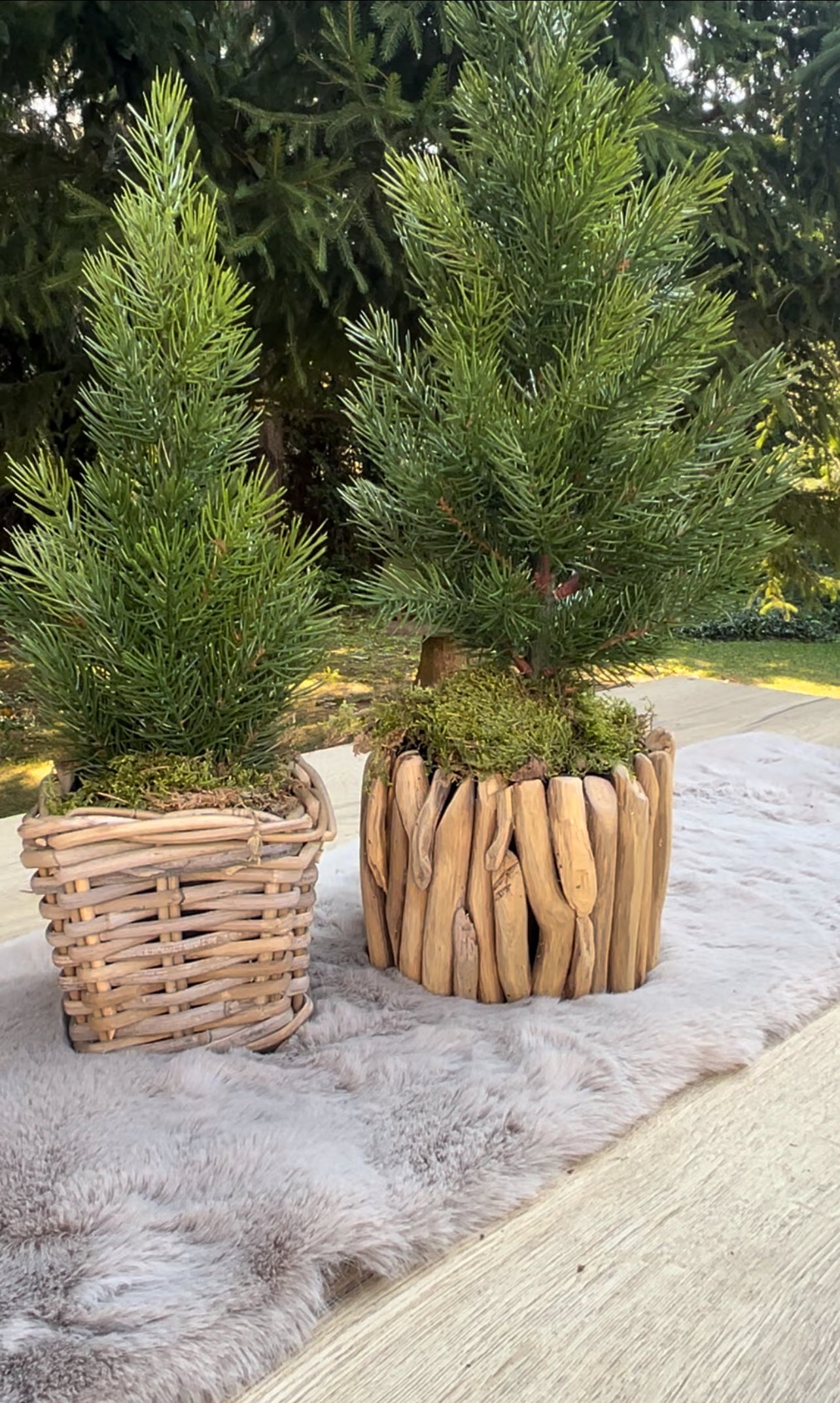 Tannenbaum