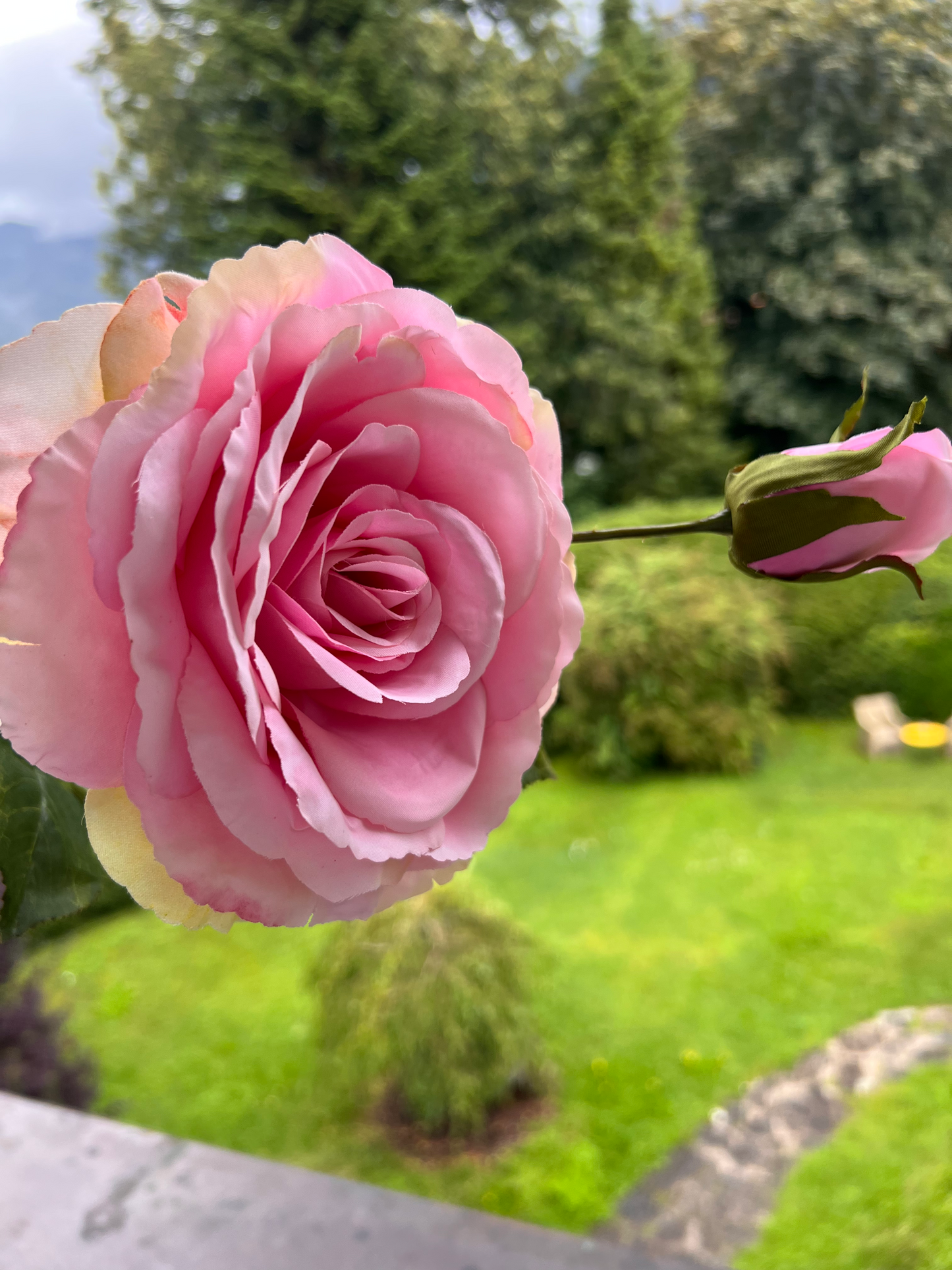 Rosenstiel mit einer Knospe