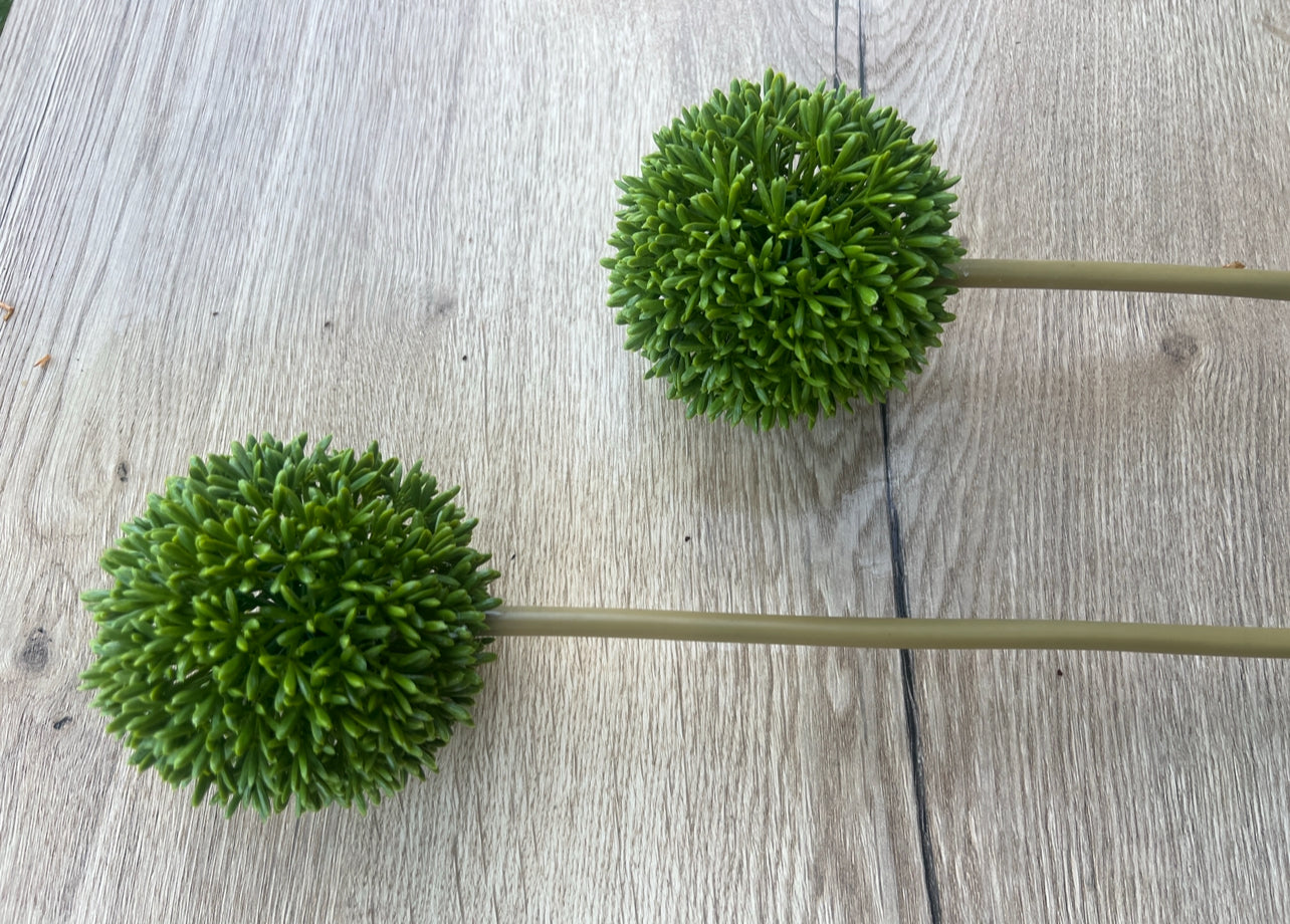 Allium täuschend echt