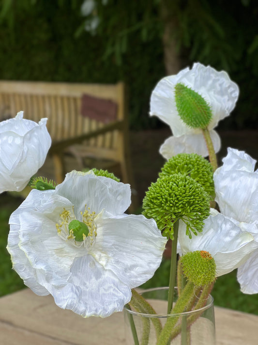 Mohnblume naturgetreu