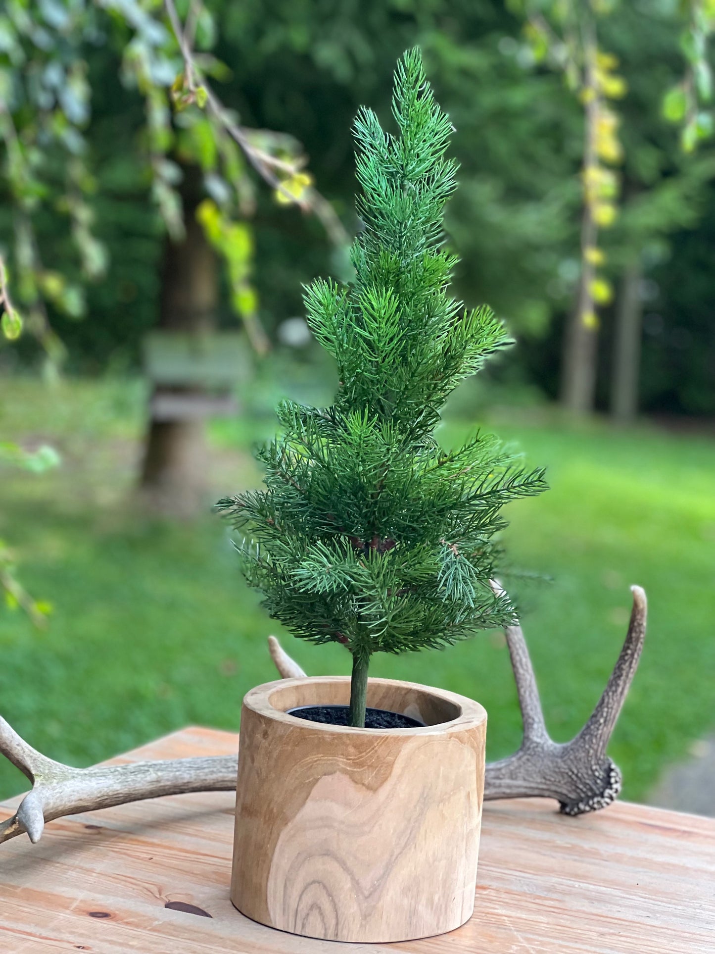 Tannenbaum