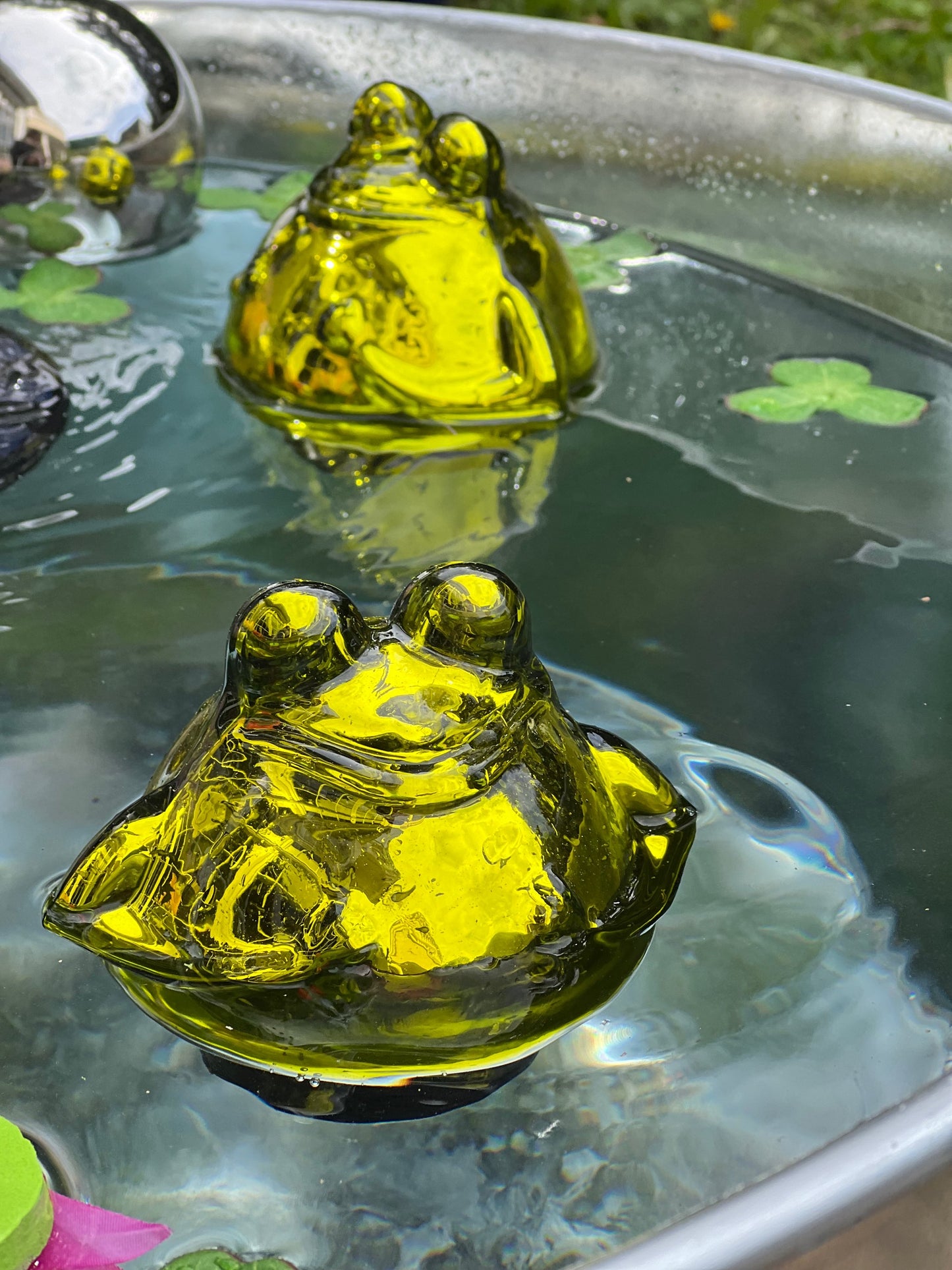 Frosch schwimmend