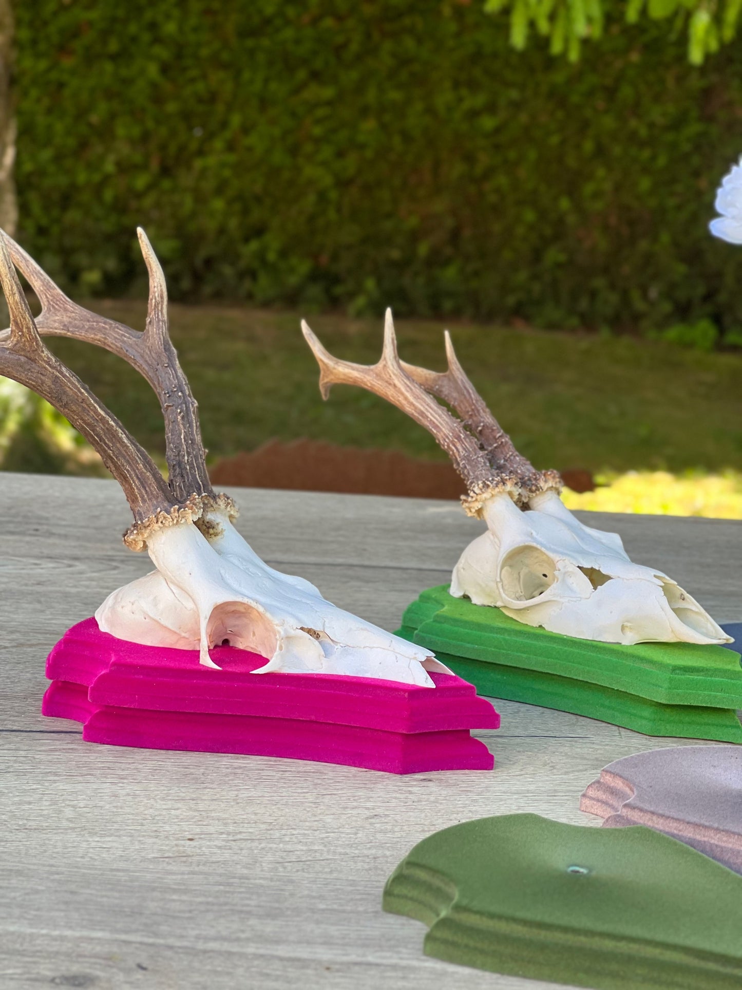 Rehbocktrophäe Holzbrett mit Beflockung in verschiedenen Farben