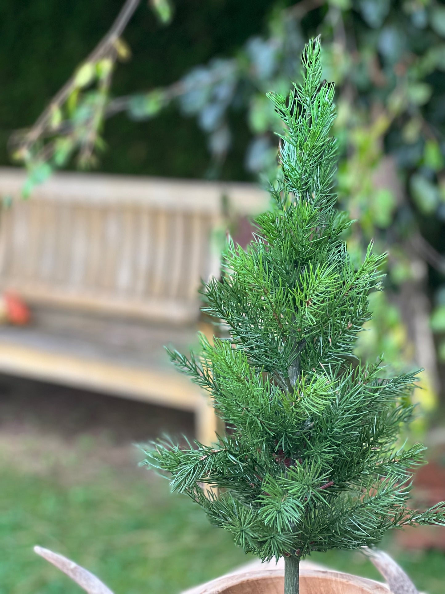Tannenbaum