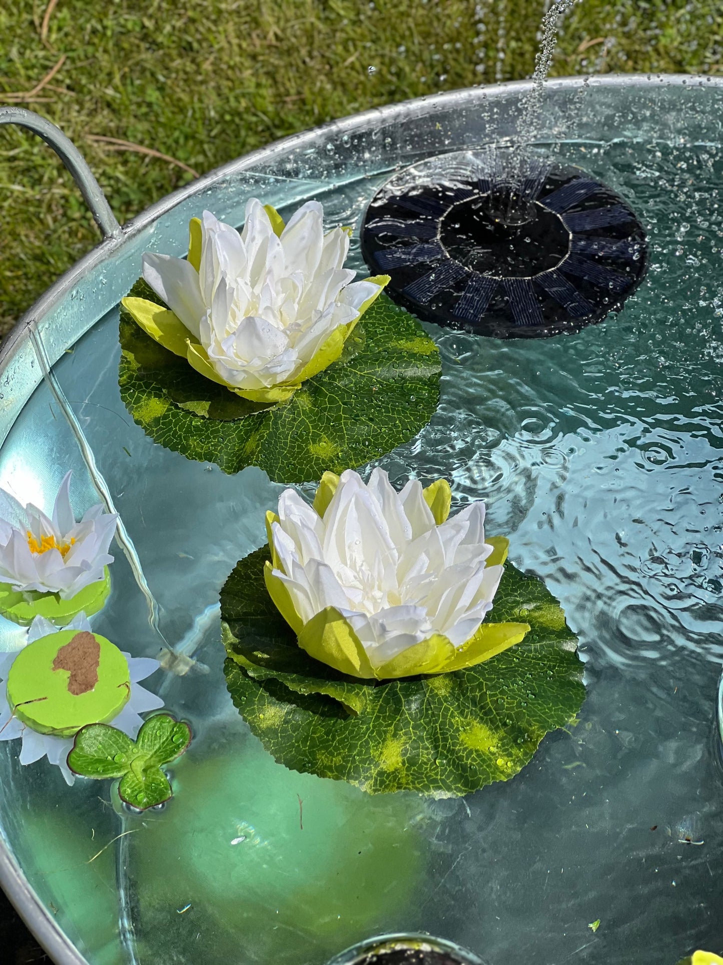Seerose