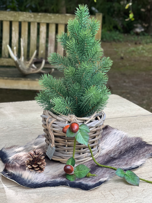 Tanne im Rattan Drypot