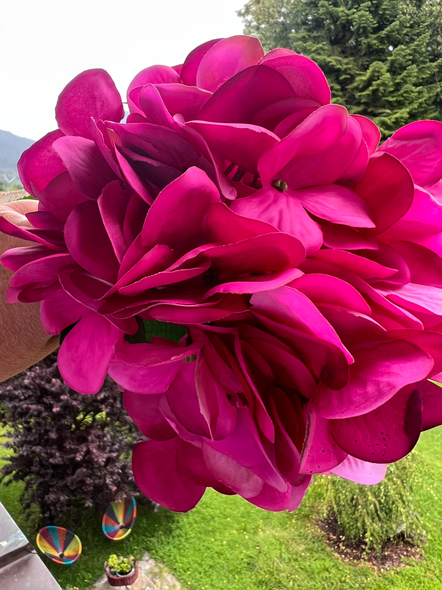 Hortensienblüte Dunkelpink