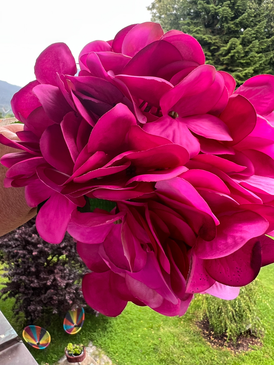 Hortensienblüte Dunkelpink
