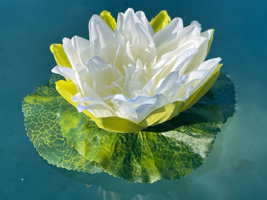 Seerose