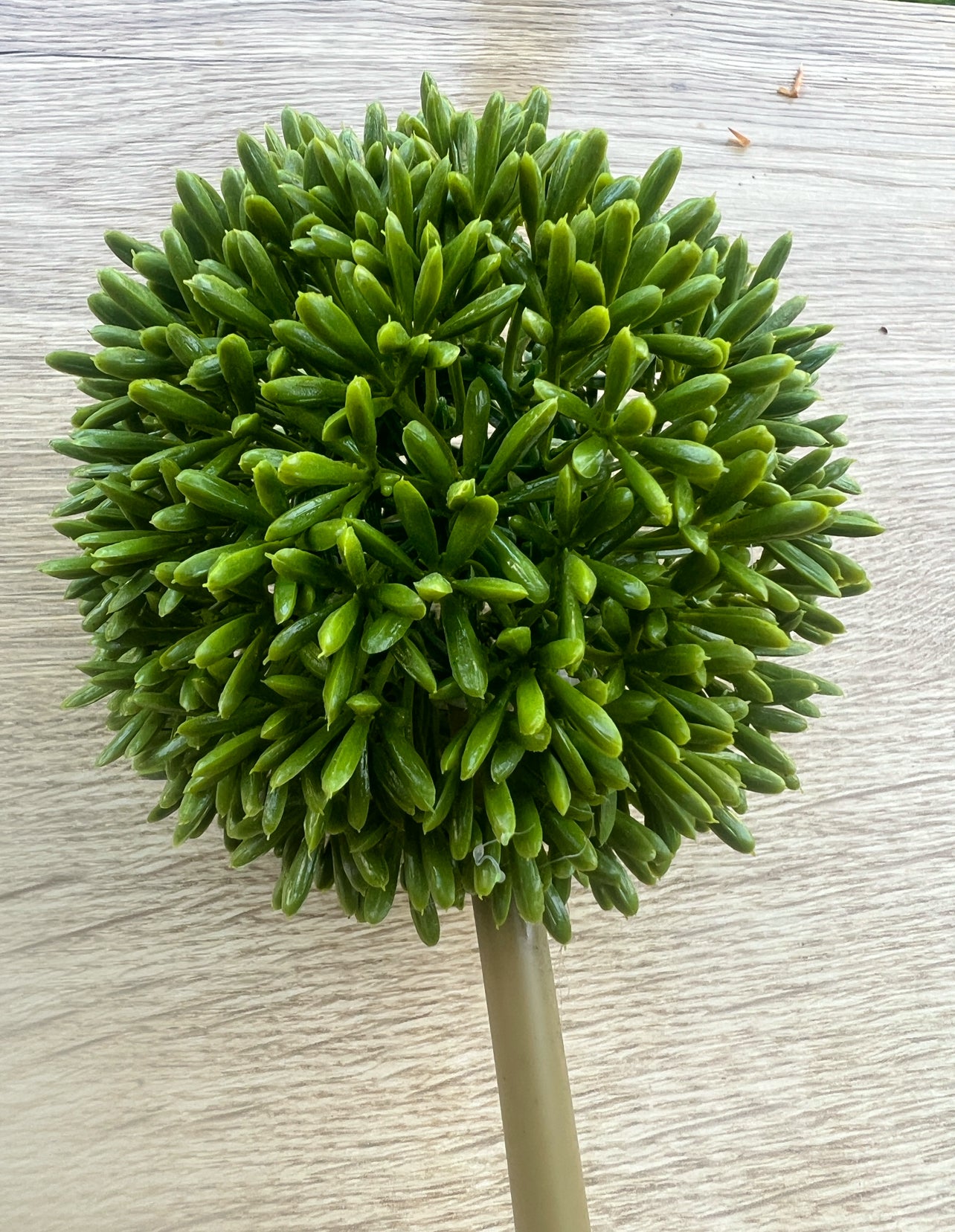 Allium täuschend echt