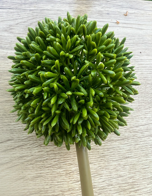 Allium täuschend echt