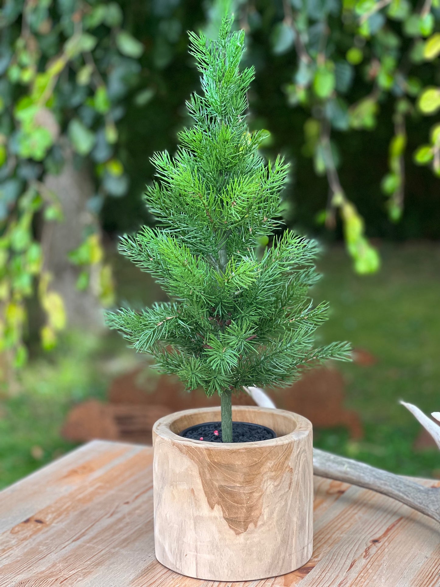 Tannenbaum