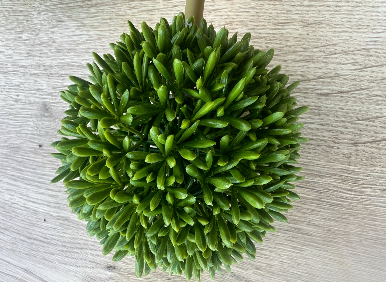 Allium täuschend echt