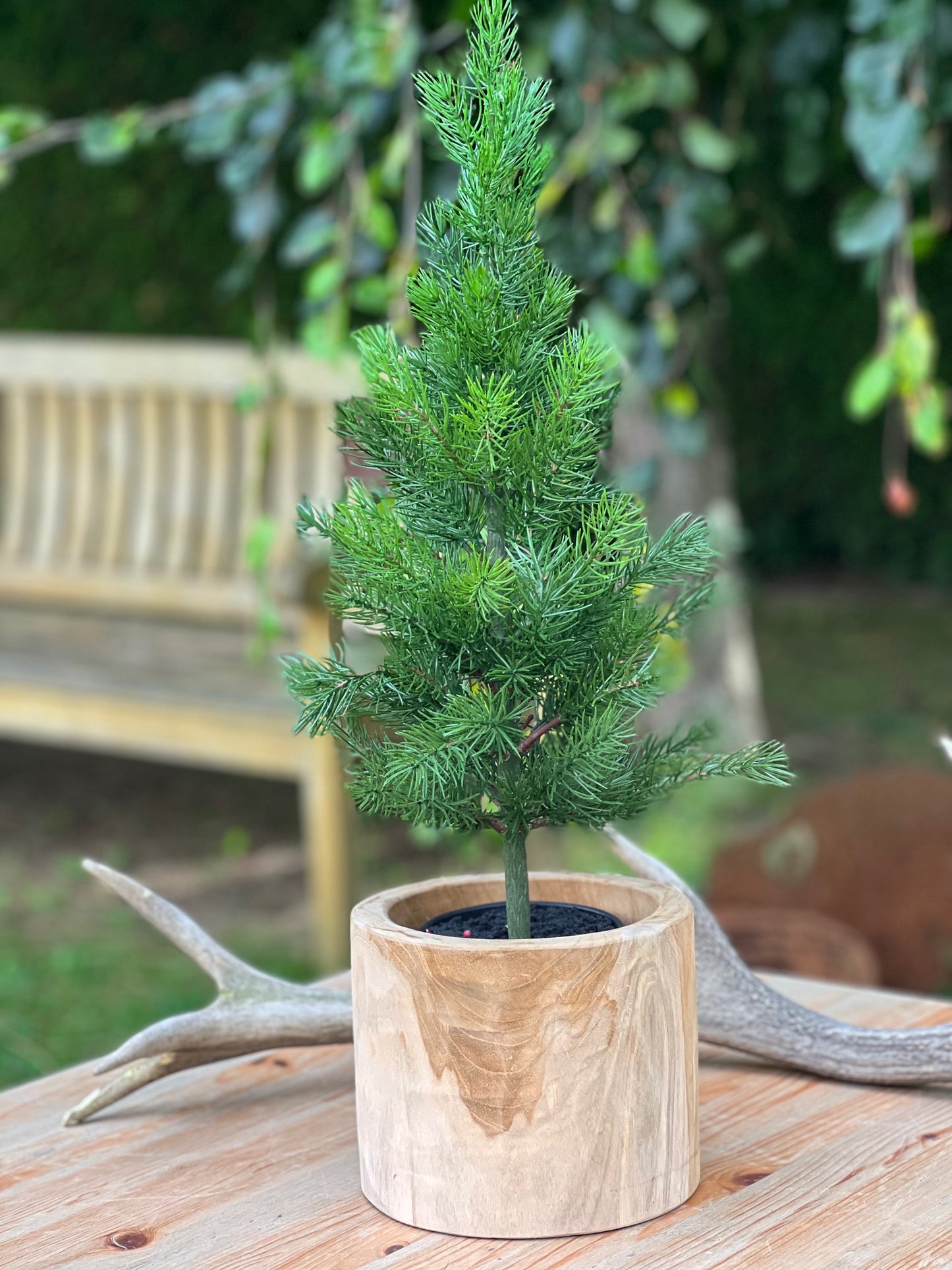Tannenbaum
